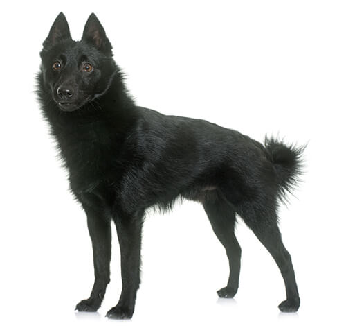 Schipperke shedding cheap